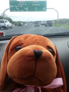 Katherine Lancaster's Hope Puppy Lottie entering Auckland