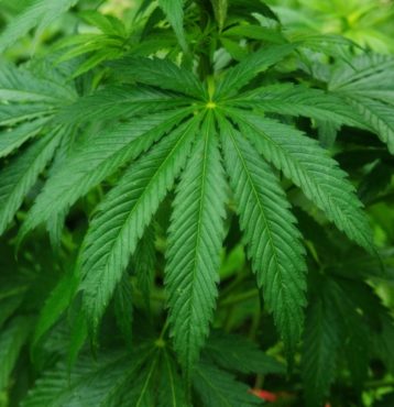 Cannabis sativa plant